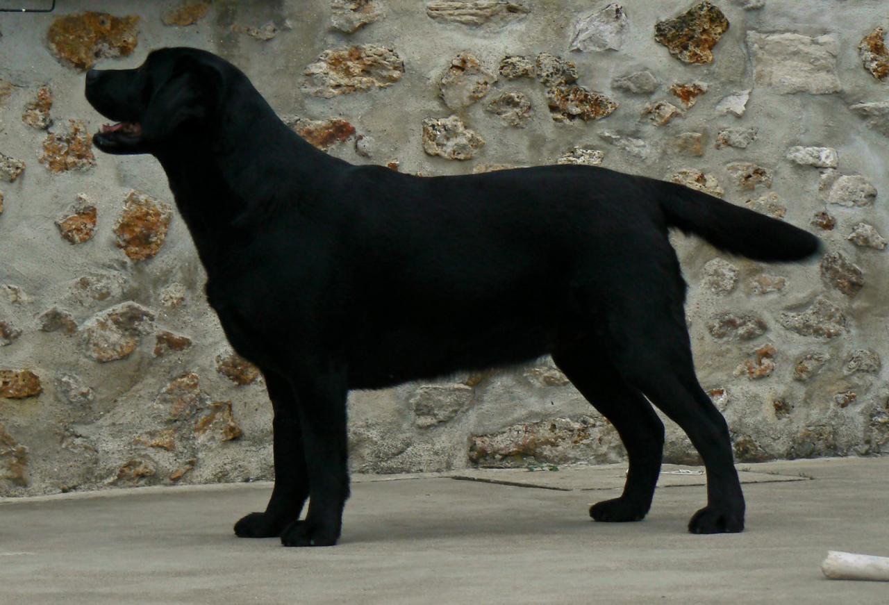 Labrador retriever