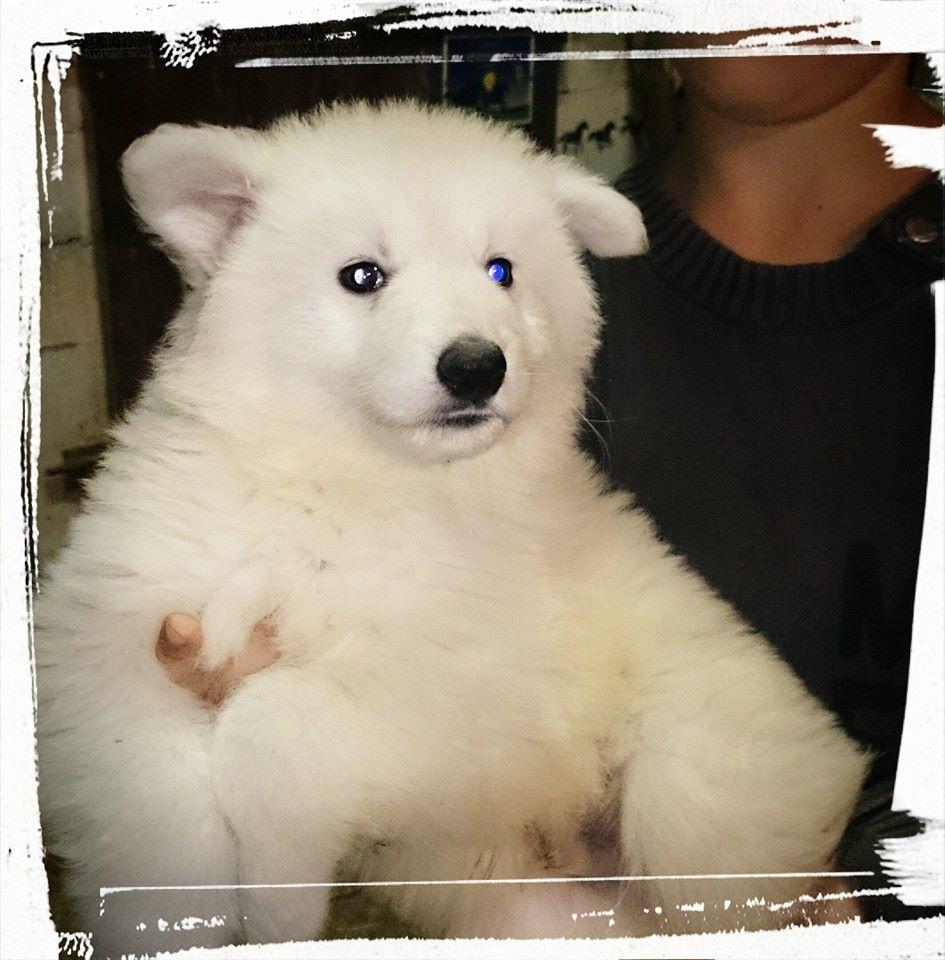 Photo De Chien De Race Berger Blanc Suisse Bebe 1