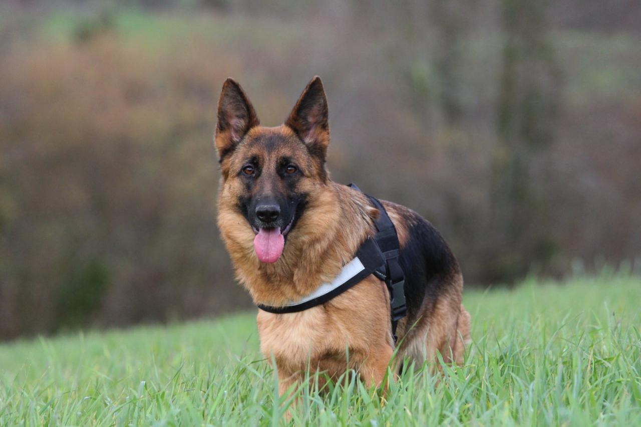 Photo De Chien De Race Berger Allemand à Poil Court Indiana