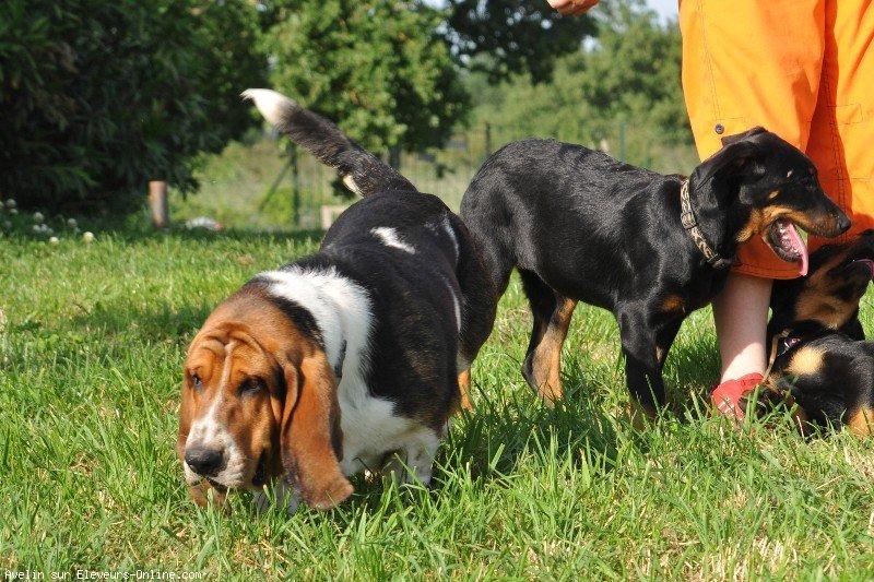 Basset hound