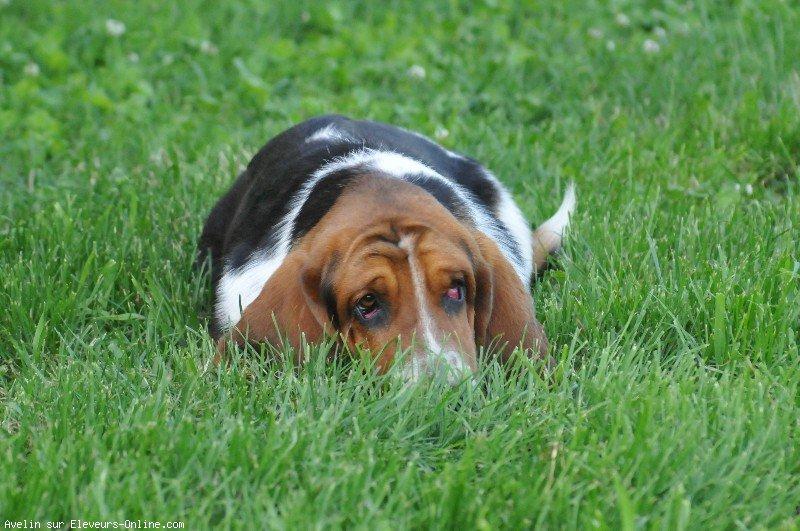 Basset hound