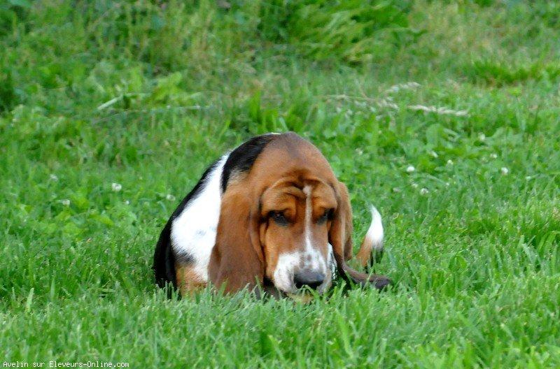 Basset hound