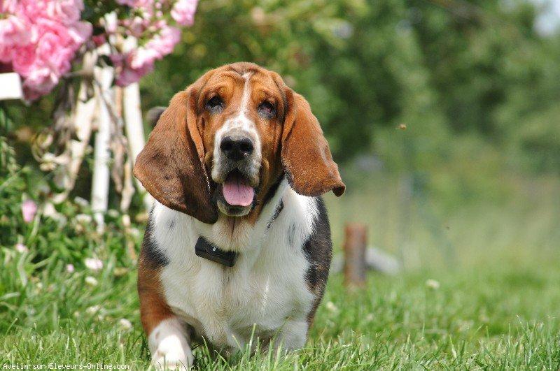 Basset hound