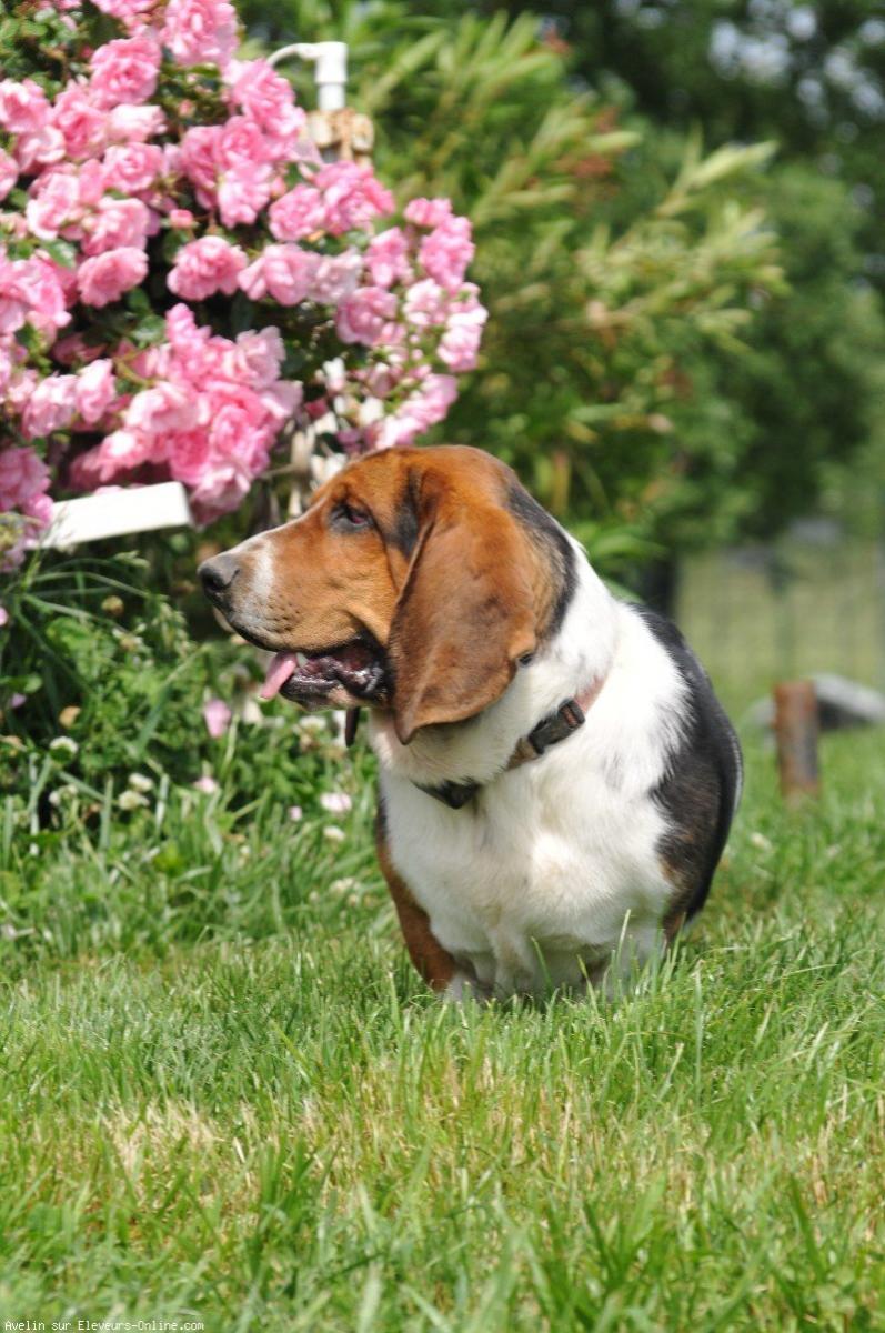 Basset hound