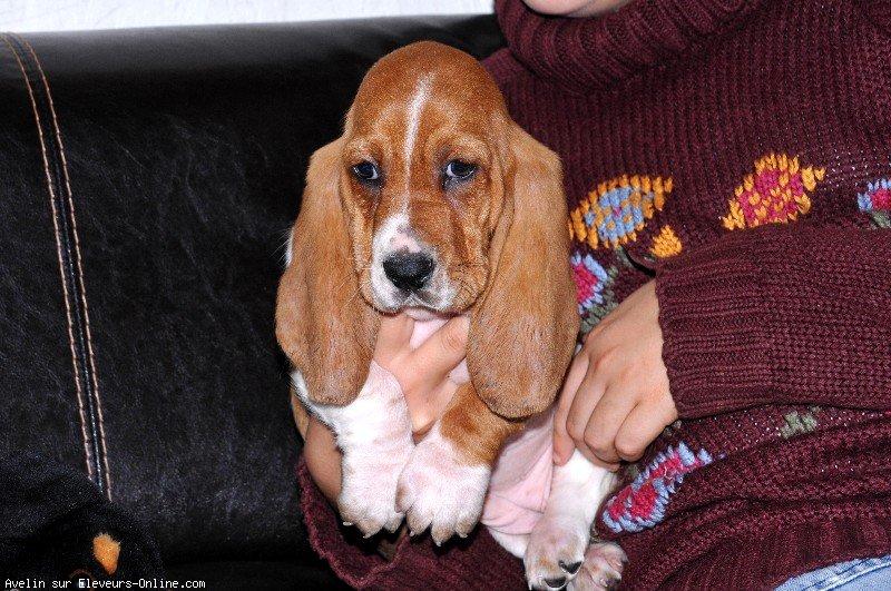 Basset hound