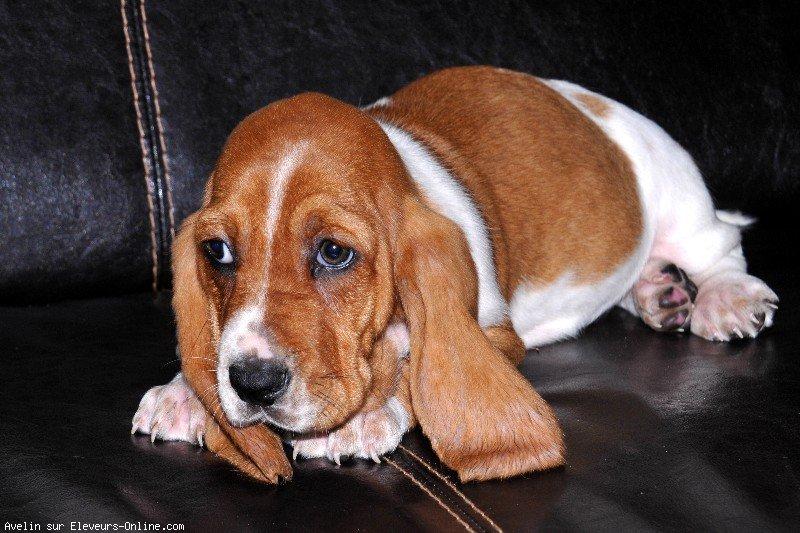 Basset hound