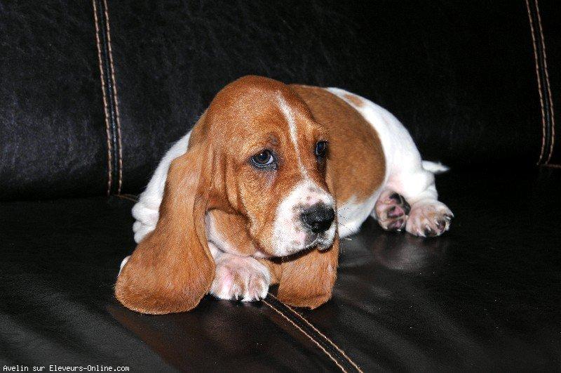 Basset hound