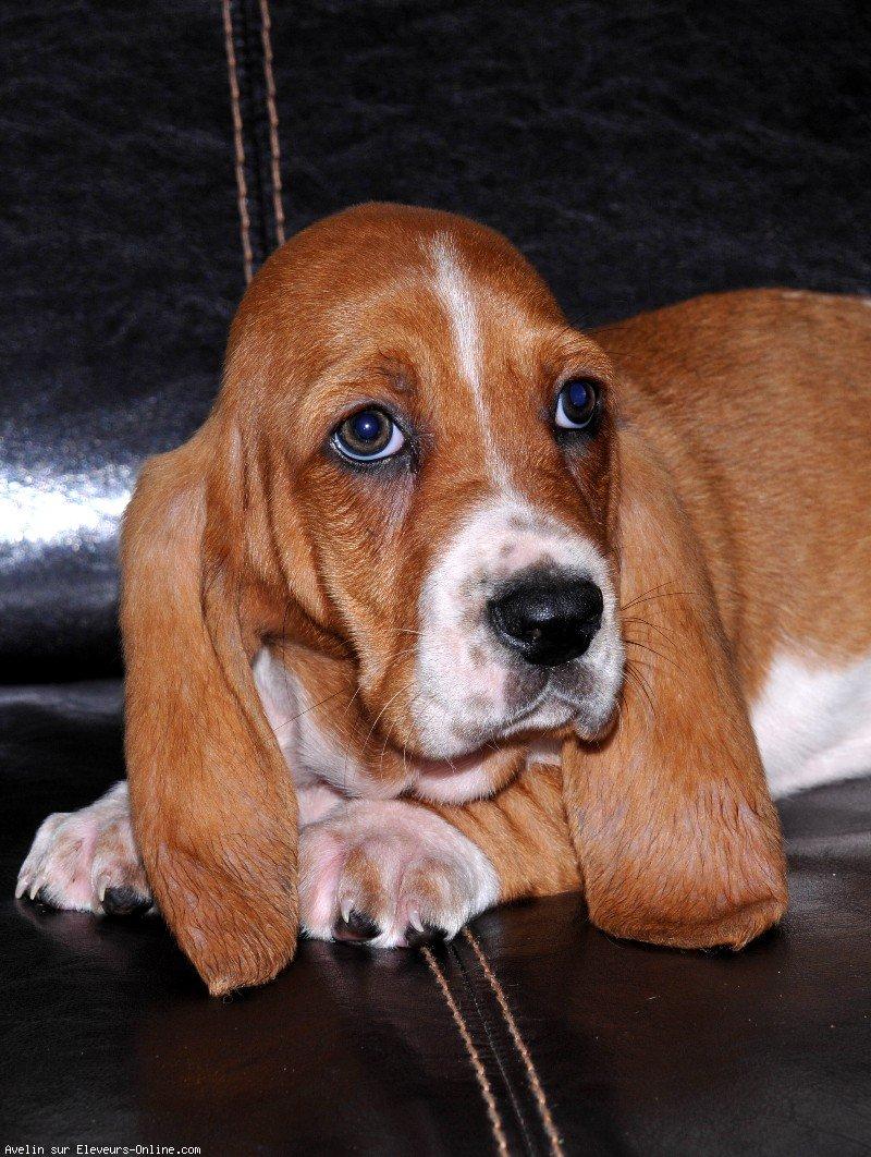 Basset hound