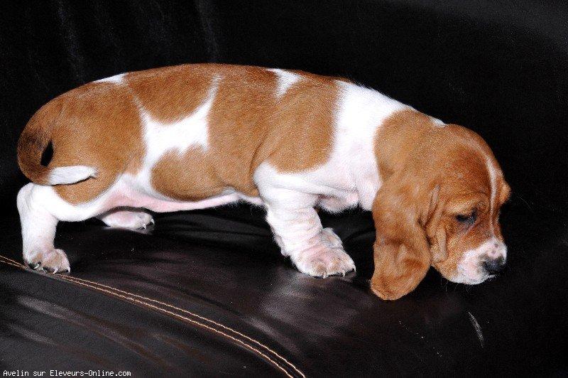 Basset hound