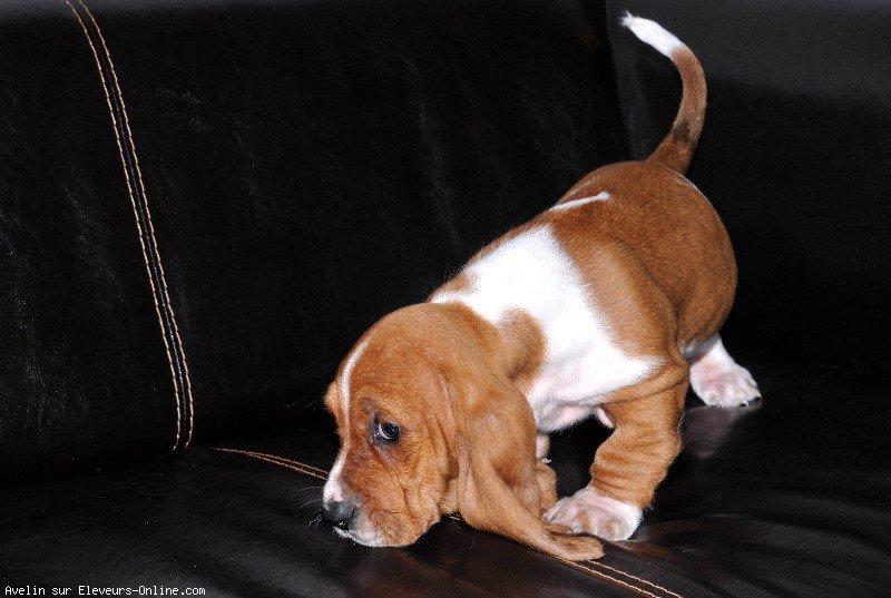 Basset hound