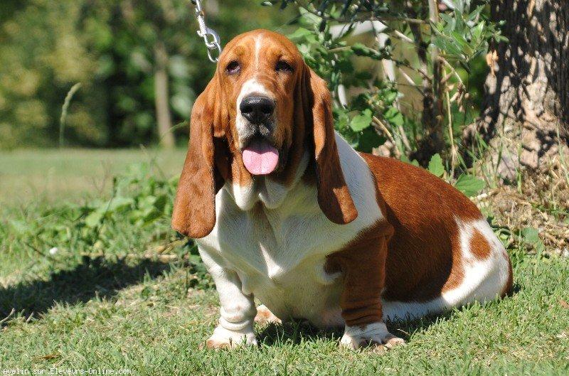 Basset hound