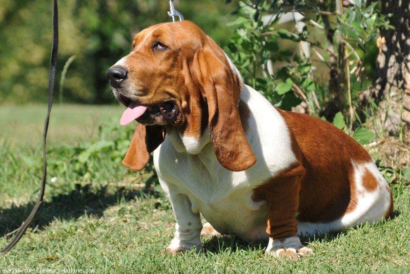 Basset hound