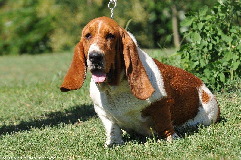 Basset hound