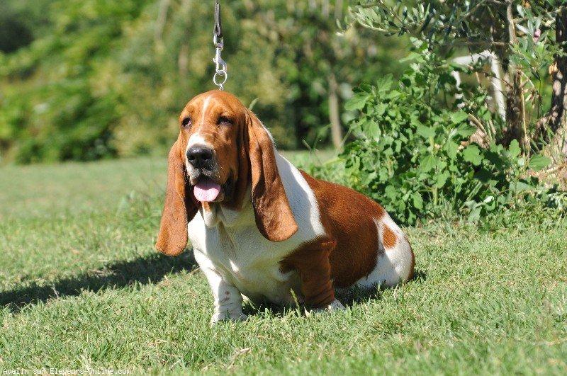 Basset hound