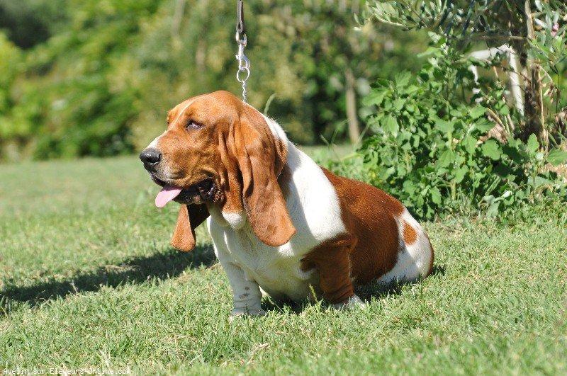 Basset hound