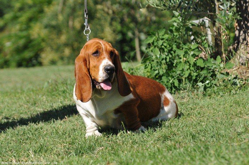 Basset hound