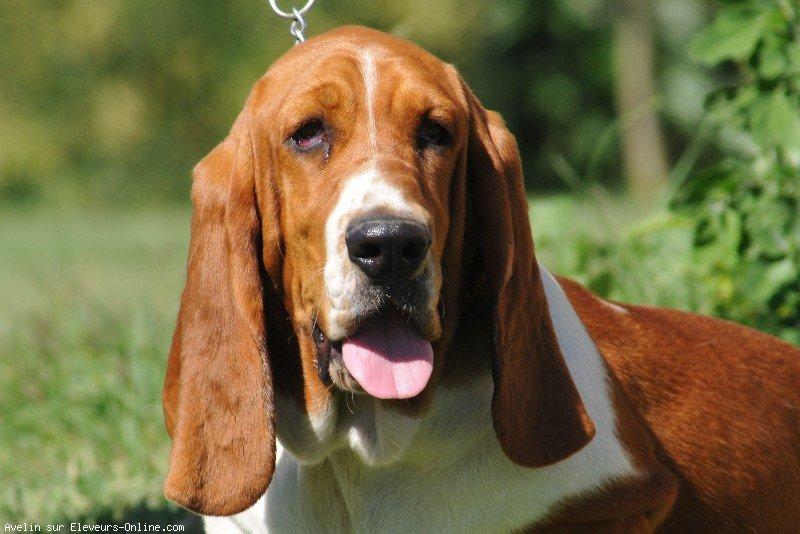 Basset hound