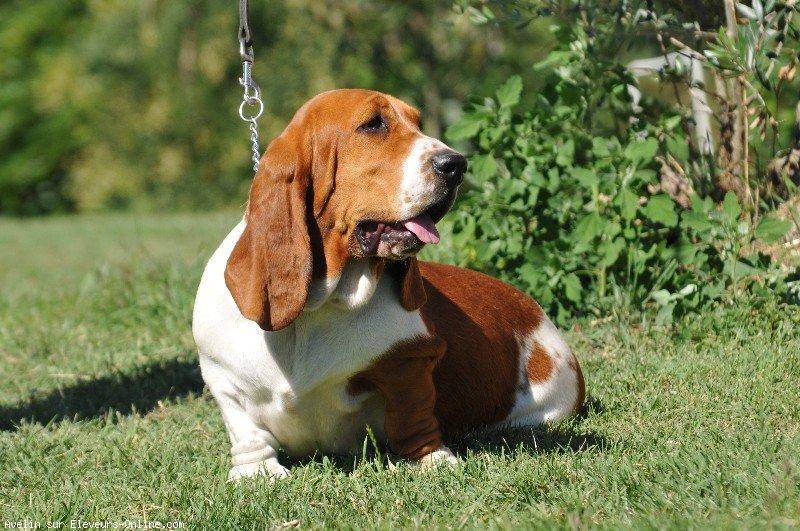 Basset hound