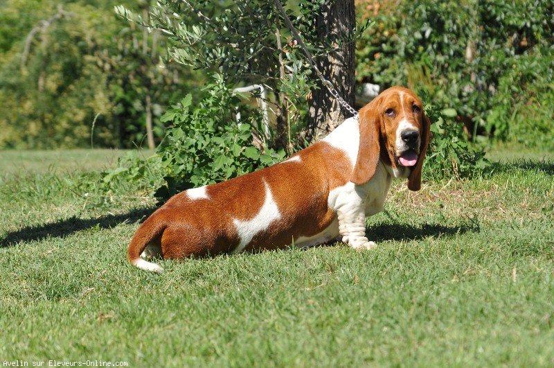 Basset hound