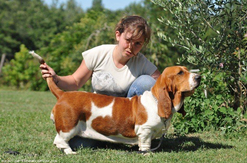 Basset hound