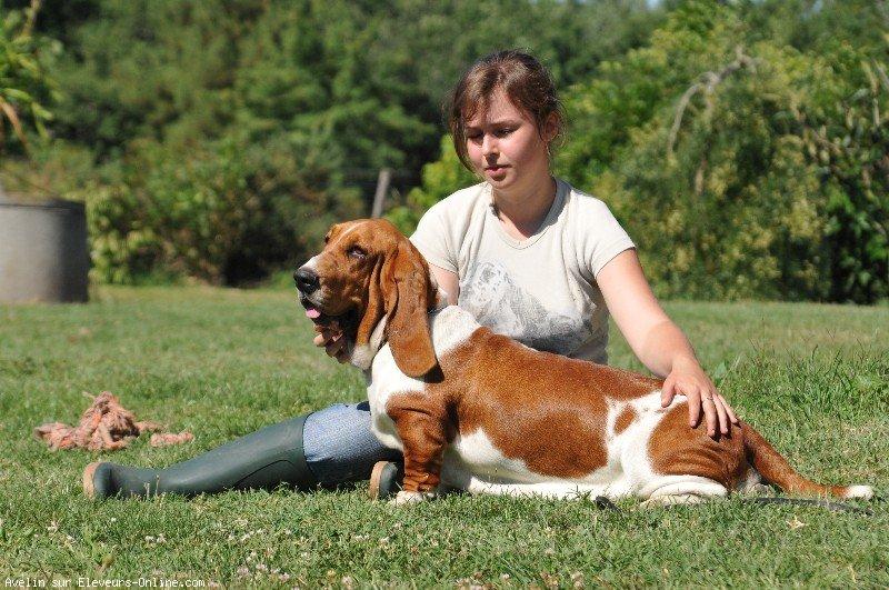 Basset hound