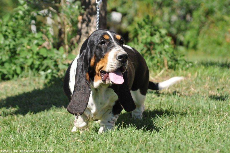 Basset hound