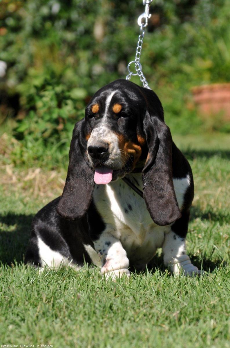 Basset hound