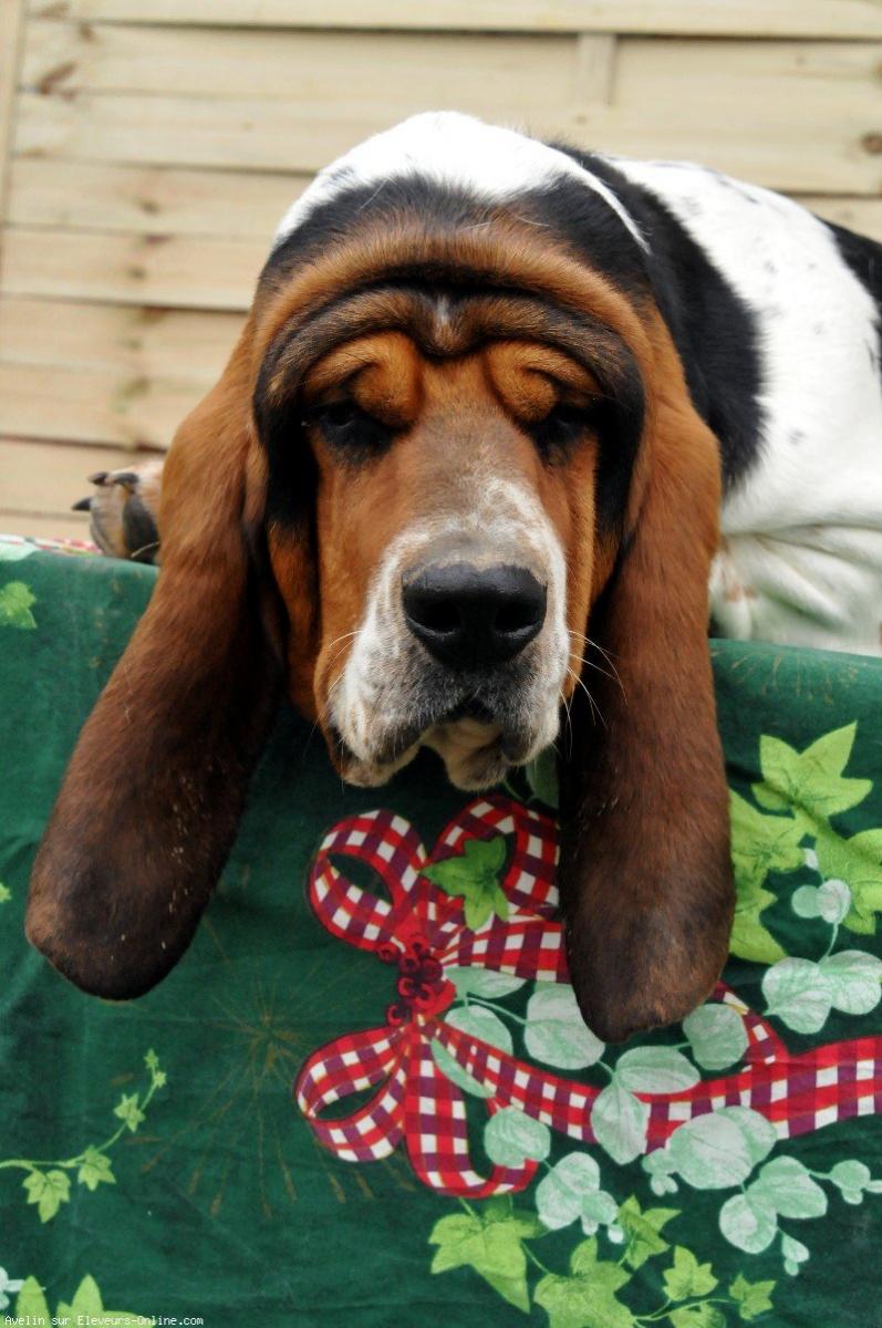 Basset hound