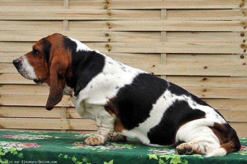 Basset hound