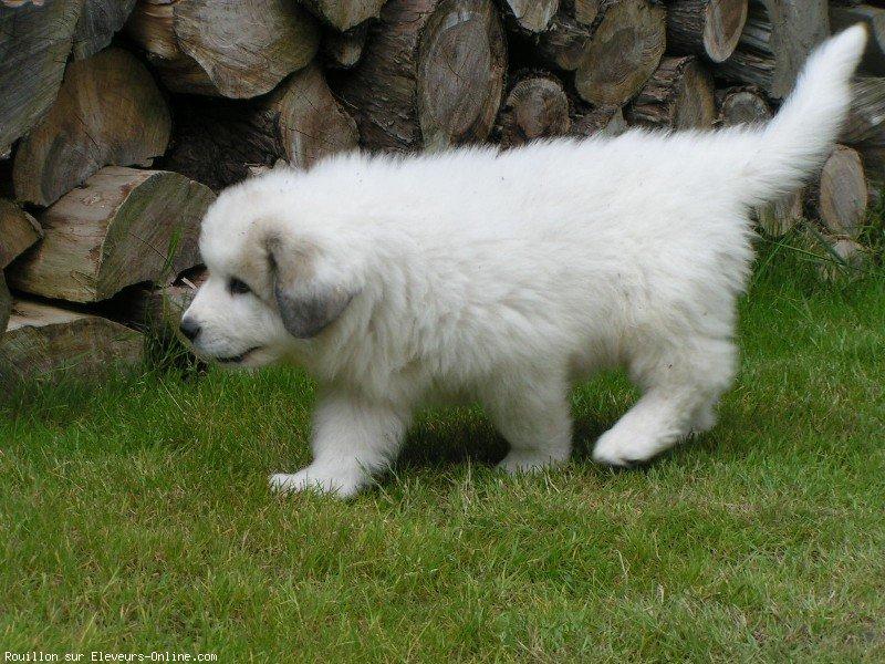 Chien de montagne des pyrnes