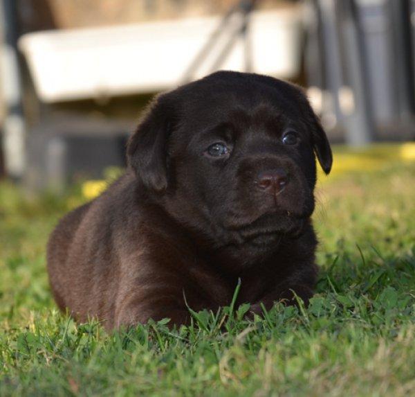 Labrador retriever