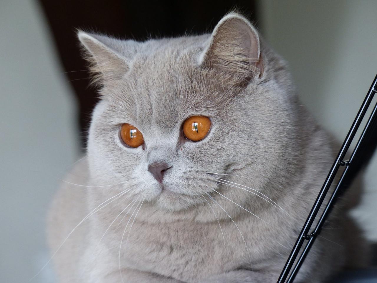 British shorthair