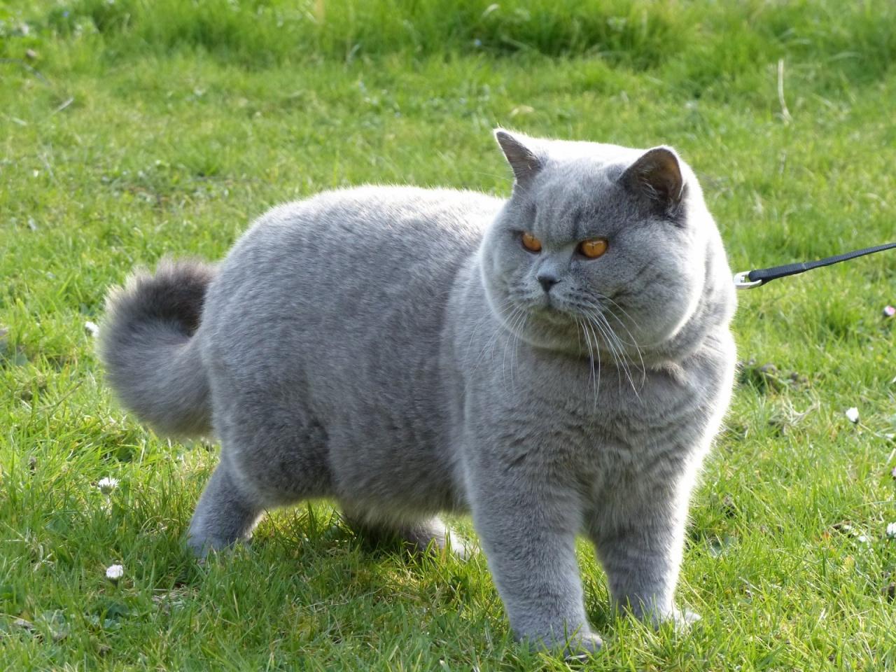 British shorthair