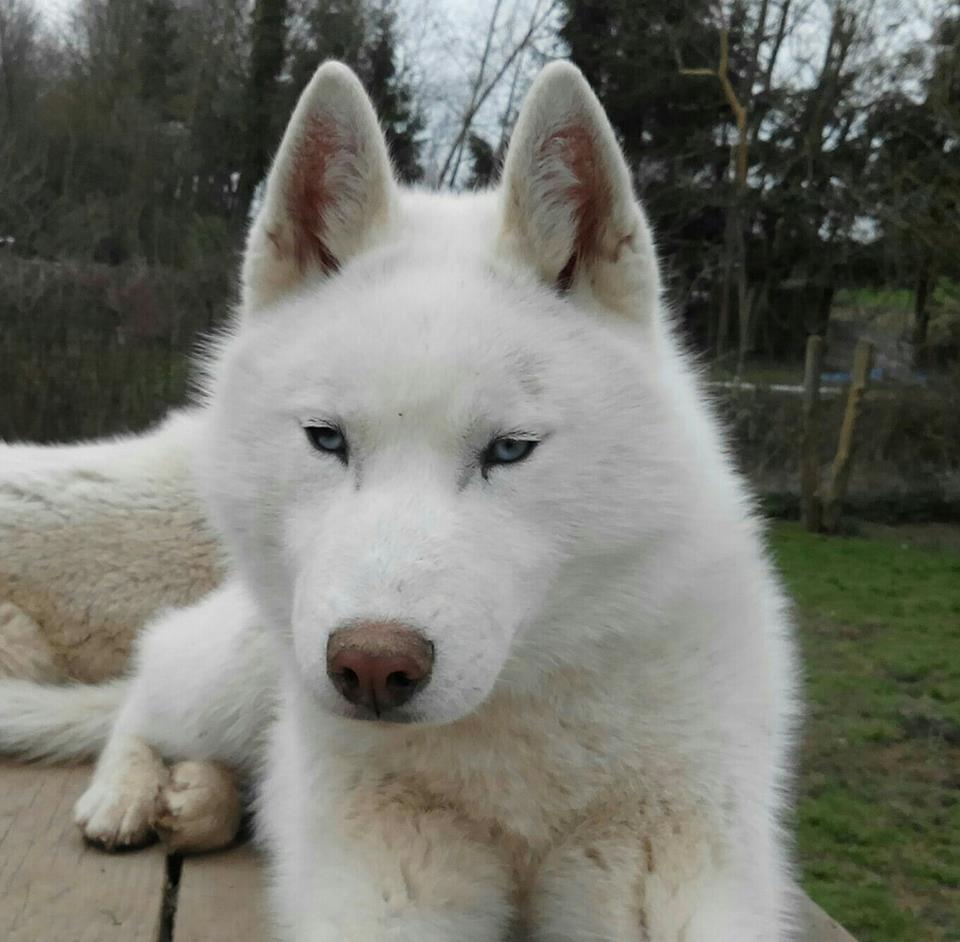 Photo De Chien De Race Husky Siberien Lee Jack Frost