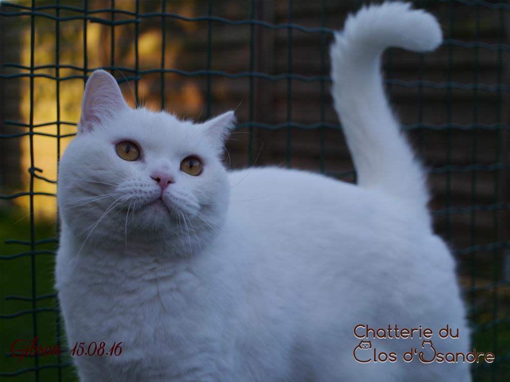 British shorthair