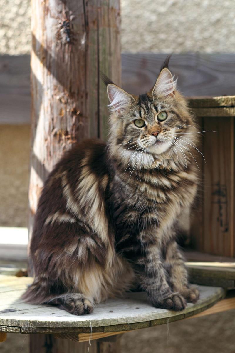 Photo de chat de race Maine coon, WILDBEAUTYCOON'S Zippy ...