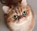 Elevage : <b>Nice Cats</b> <span class='click'><a href='/eleveur,fiche,140,145153.html'>Ouvrir la fiche de l'éleveur</a></span>
