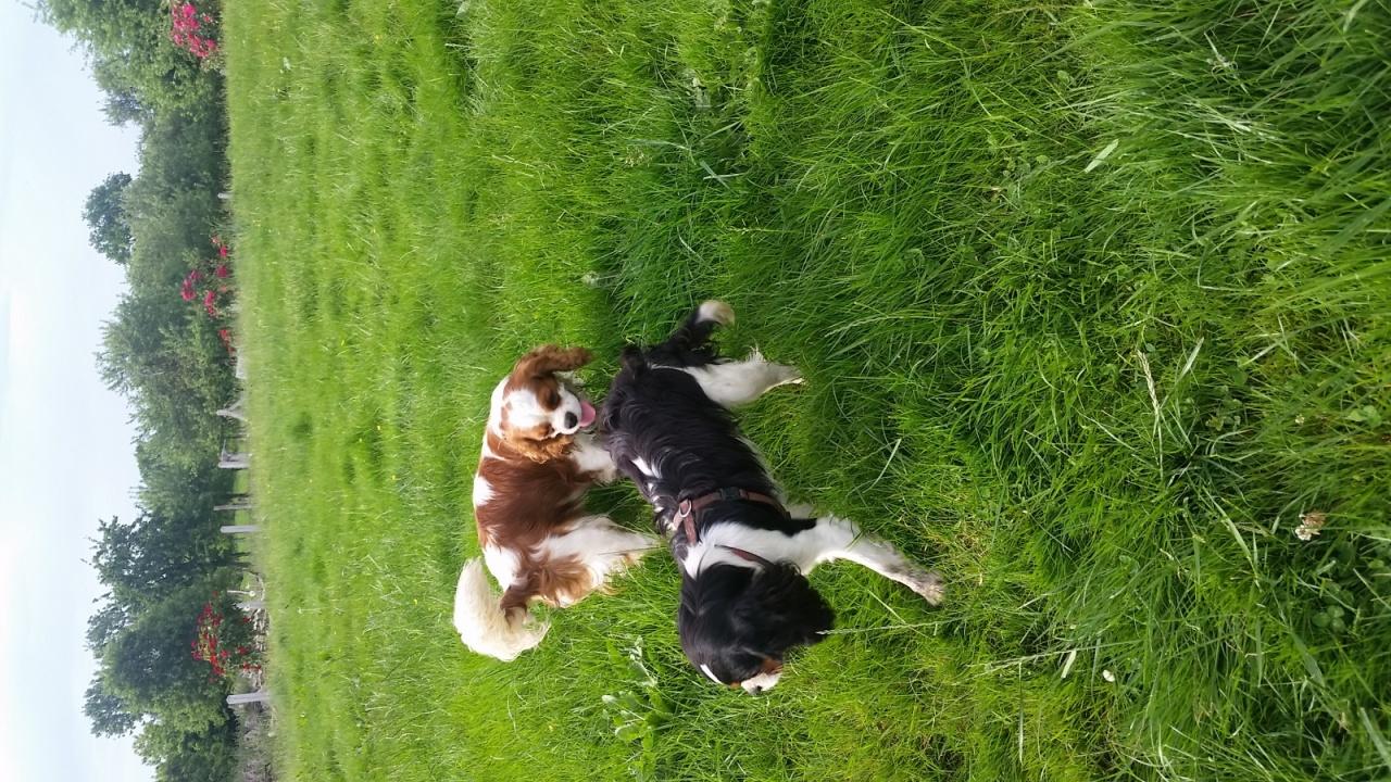 Cavalier king charles spaniel