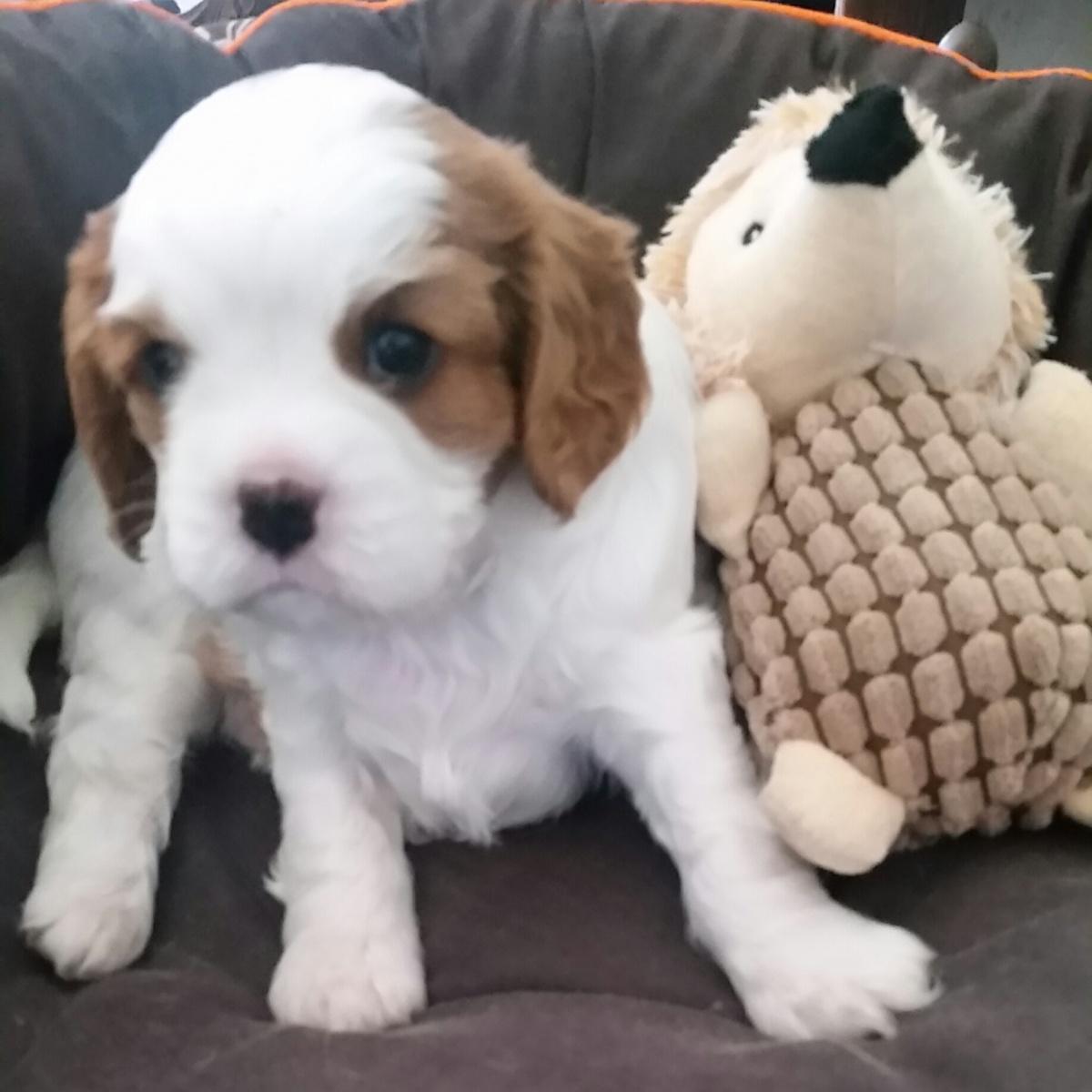 Cavalier king charles spaniel