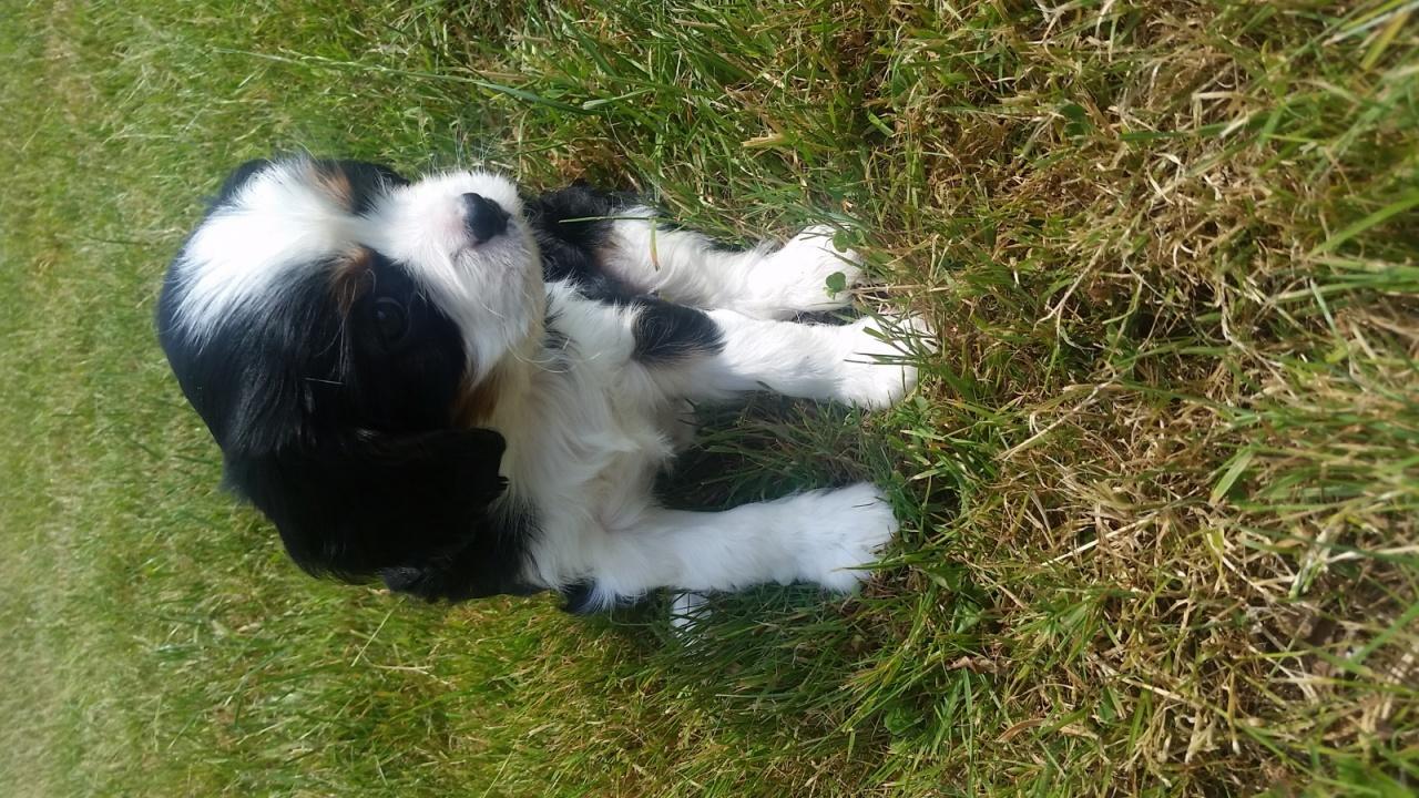 Cavalier king charles spaniel