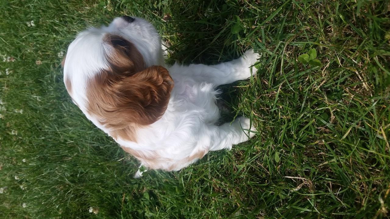 Cavalier king charles spaniel