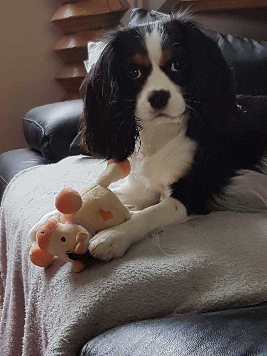 Cavalier king charles spaniel