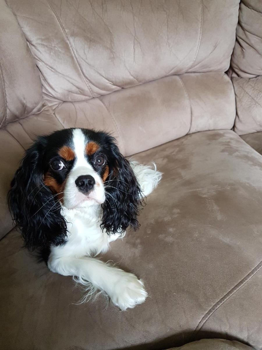 Cavalier king charles spaniel