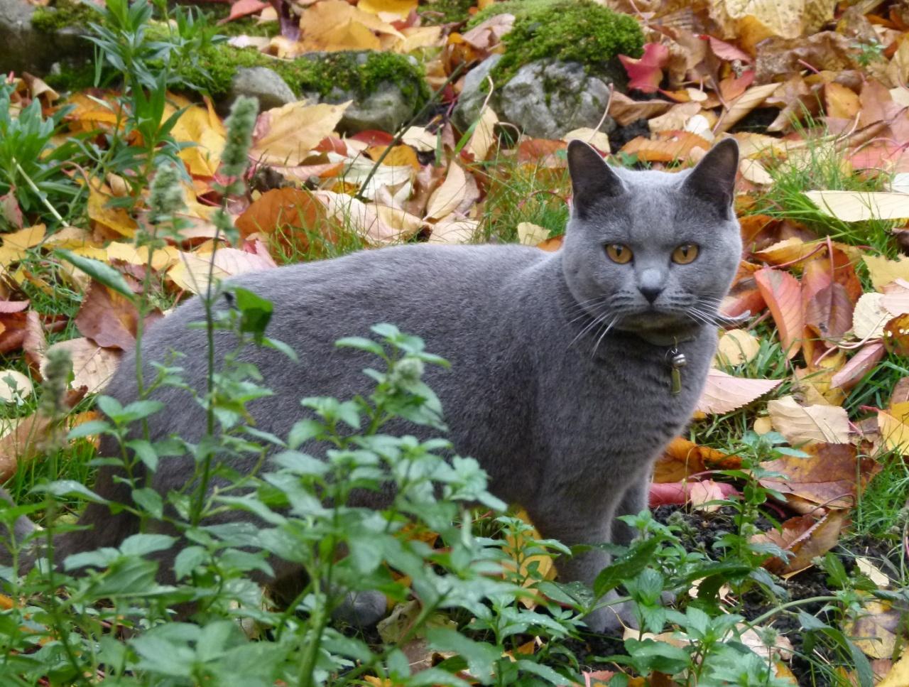 Chartreux