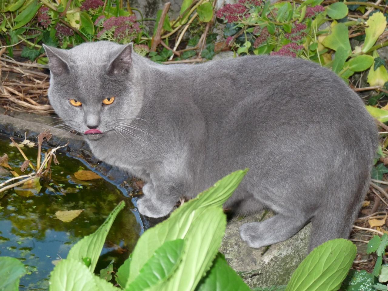 Chartreux