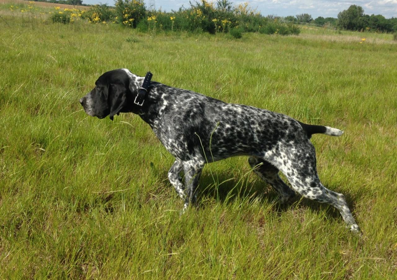 Photo De Chien De Race Braque Dauvergne Ithus