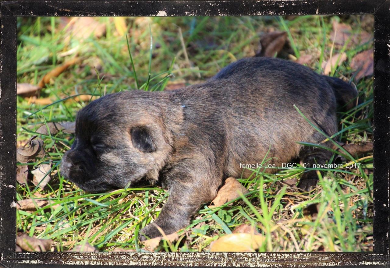 Cairn terrier