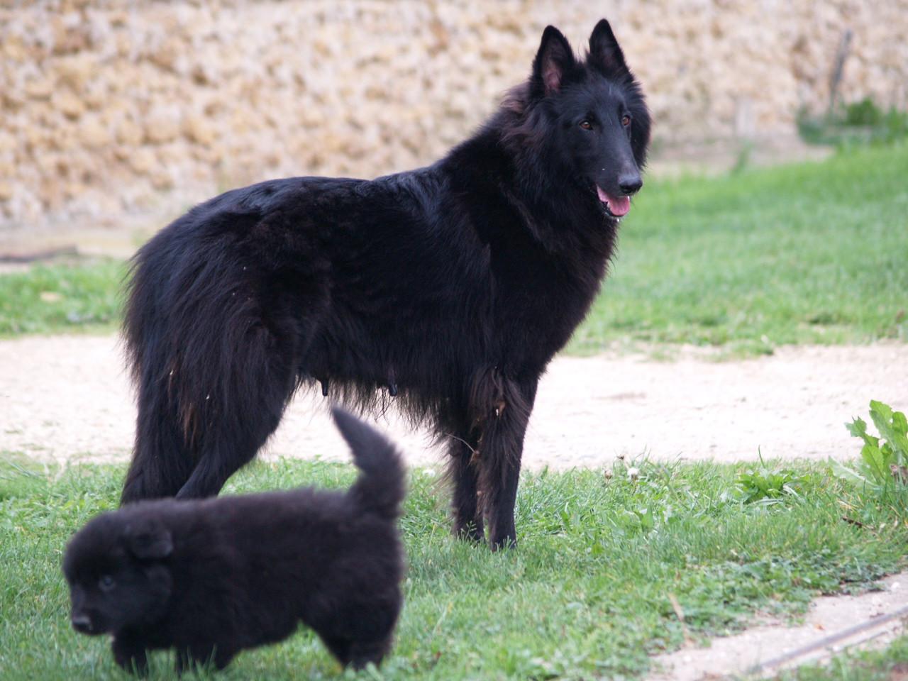 Berger belge groenendael