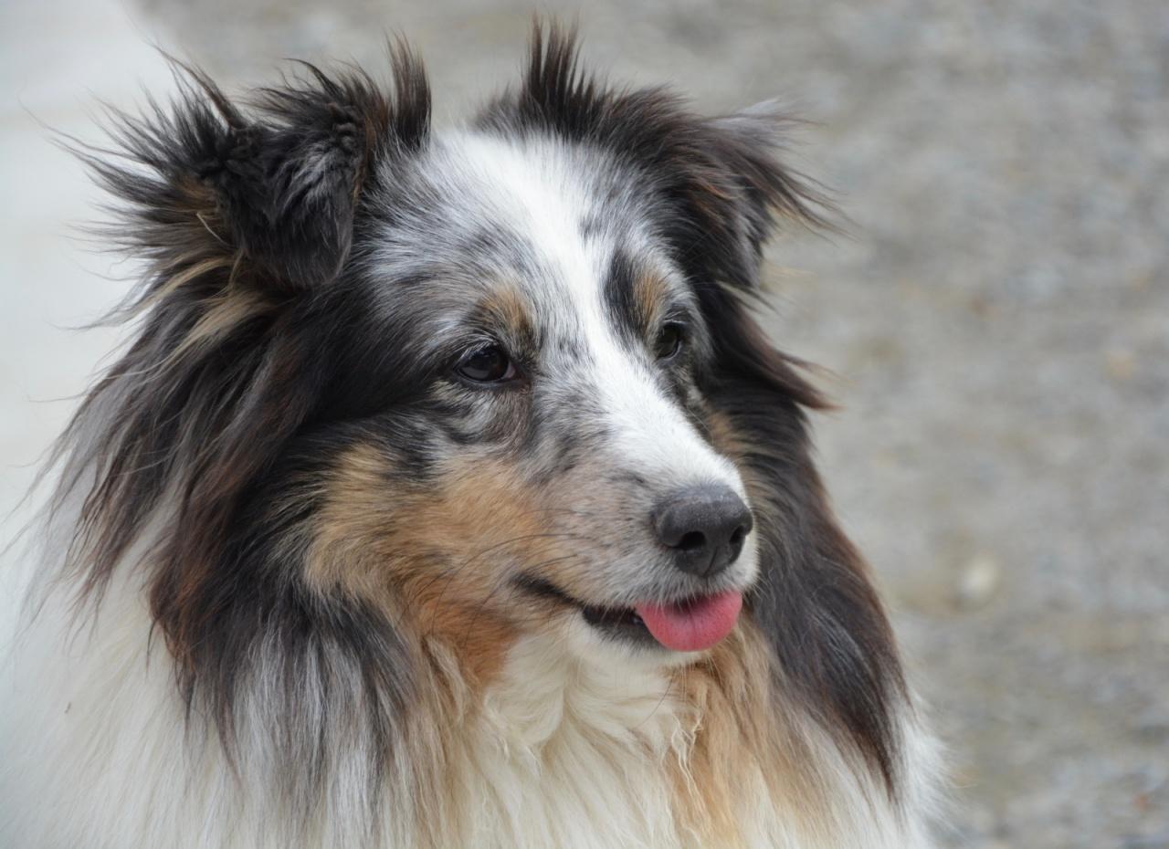 Photo De Chien De Race Chien De Berger Des Shetland Lîle