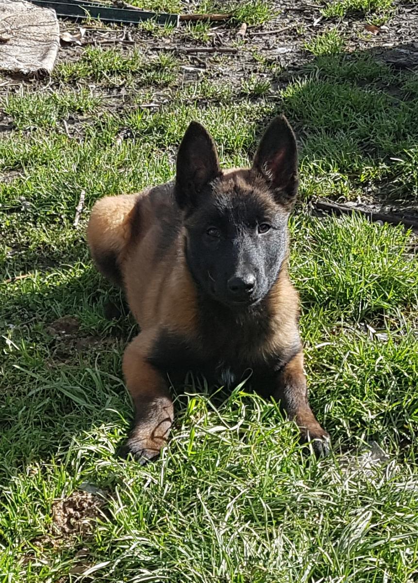 Photo De Chien De Race Berger Belge Malinois Nelly Fille De